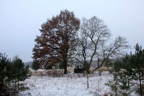 Nature Winter Grunewald Tree Snow Landscape