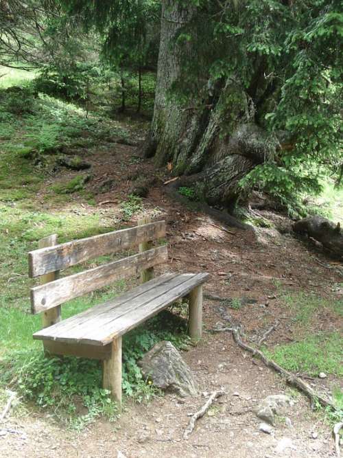 Nature Bank Wooden Bench Rest Peace