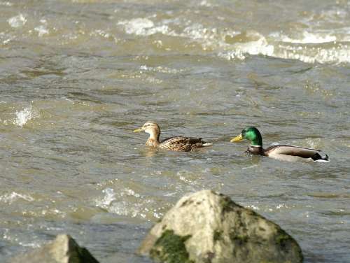 Nature Water River Ducks Pair Of Ducks