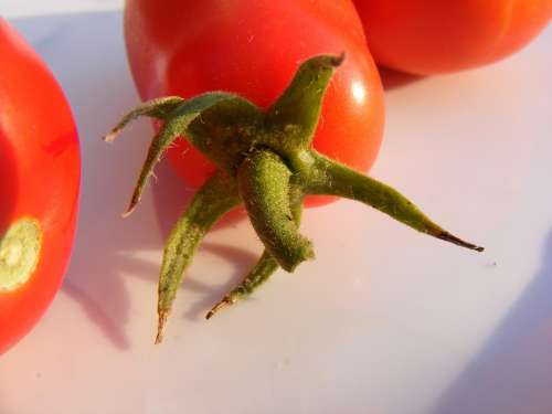 Nature Fruits Vegetables Tomatoes Red Tomato
