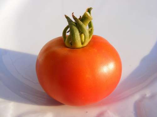 Nature Fruits Vegetables Tomatoes Red Tomato