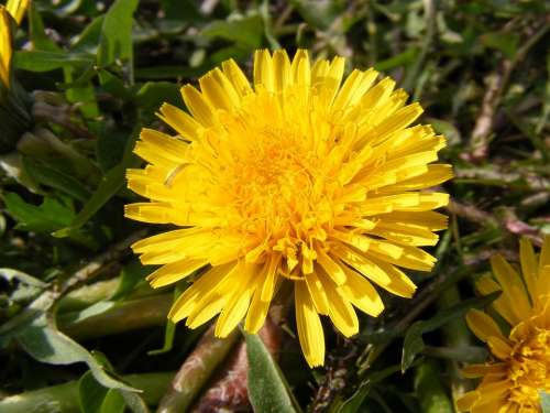 Nature Flowers Gardens Hawkbit Taraxacum