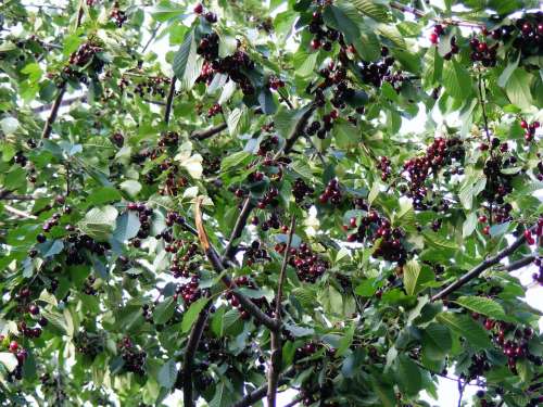 Nature Fruits Vegetables Cherry Sweet Tree