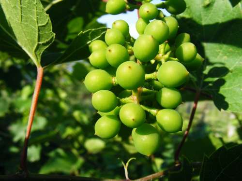 Nature Fruits Vegetables Grapes Green Ananas