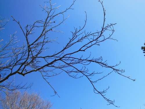 Nature Spring Tree Branch Twigs Buds Blue Sky