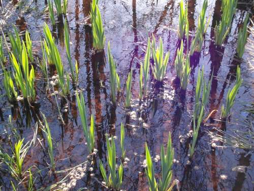 Nature Reserve Moor Nature Spring Reed Grow Moist