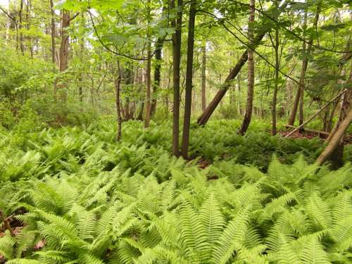 Nature Reserve Moor Forest Fern Away Hiking
