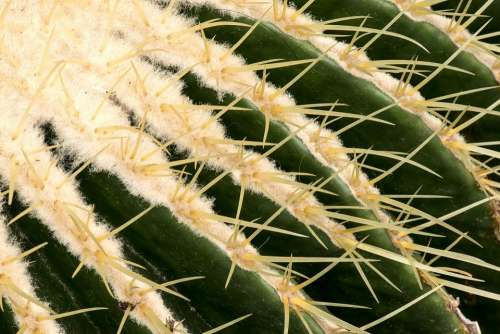 Needles Cactus Plant Botany Closeup Nature