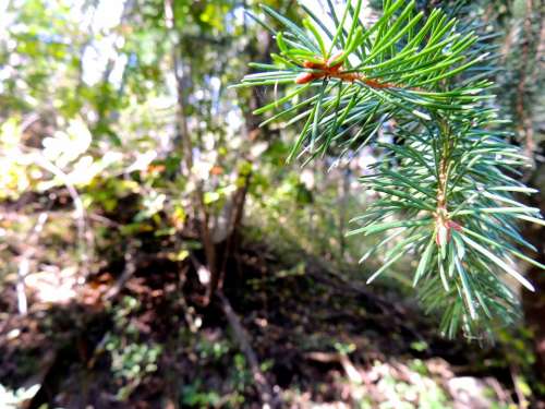 Needles Conifer Forest Tree Branch