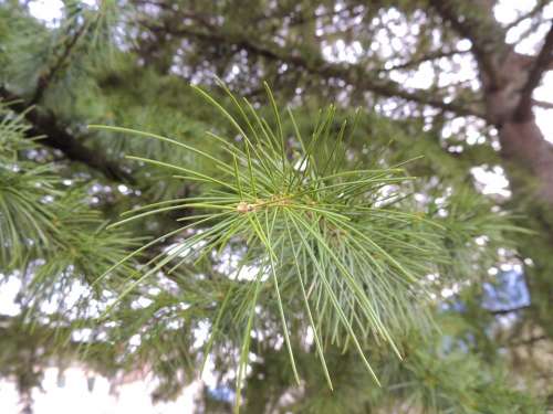 Needles Conifer Branch Green