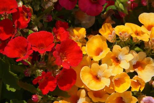 Nemesia Red Yellow Flowers Garden Summer Blossom