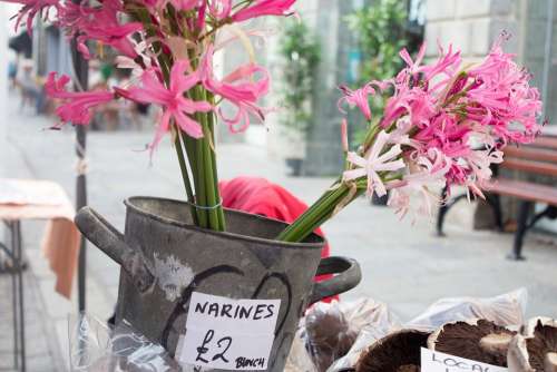 Nerines Market Flowers Stall Pink