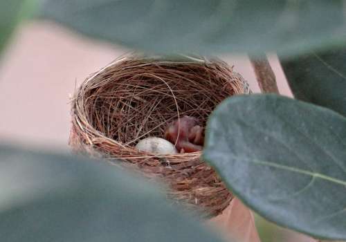 Nest Chick Hatched Egg