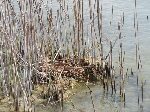 Nest Great Crested Grebe Reed Hidden Water Pond