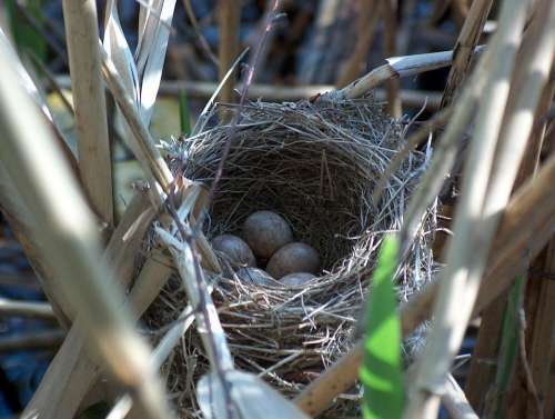 Nest Bird'S Nest Hatchery Breed Nature