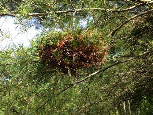 Nest Pine Nature Branch Wildlife Forest Park