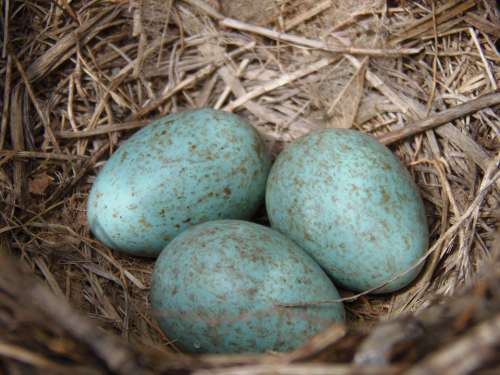 Nest Eggs Blue Birds Egg Young Incubate