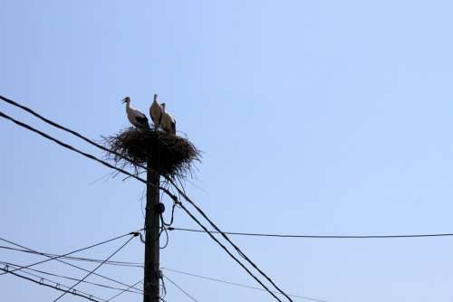 Nest Poles Power Sky Storks Utility Birds