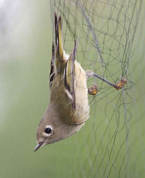 Net Mist Kinglet Crowned Ruby Birds Animals