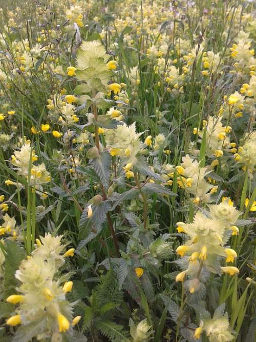 Nettles Early Summer Flower Meadow Yellow Flowers