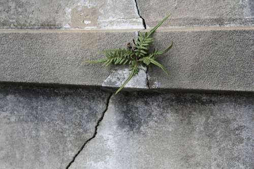 New Orleans Nola Fern Plant Tomb Crack Stone
