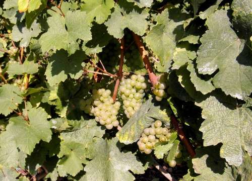 New Wine Wine Vintage Wine Harvest Grapes