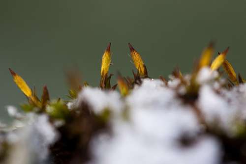 New Zealand Moss Winter Snow Cold Transition