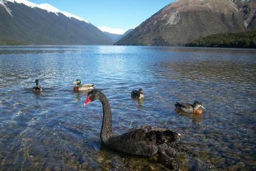 New Zealand Landscape Mountain Swan Take It Easy