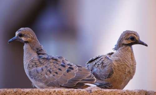 Newborn Doves Birds Feather Wings Baby Nature