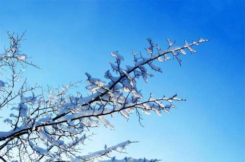 Nice Winter Day Tree Trees Macro Snow Snowy