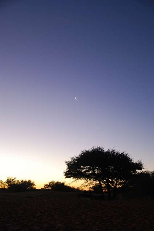 Night Desert Kalahari Tree Sky