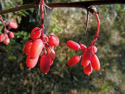 Nightshade Berries Nature Macro Red Plants