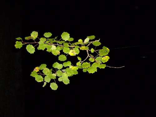 Nightshot Poplar Branch Leaves Leaf
