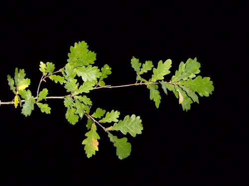 Nightshot Pak Branch Leaves Leaf Landscapes