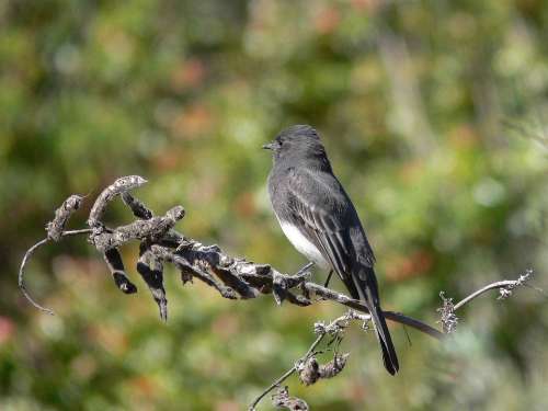 Nigricans Sayornis Branch Perches Phoebe Black