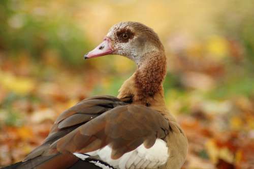 Nilgans Alopochen Aegyptiacus Wild Goose Geese