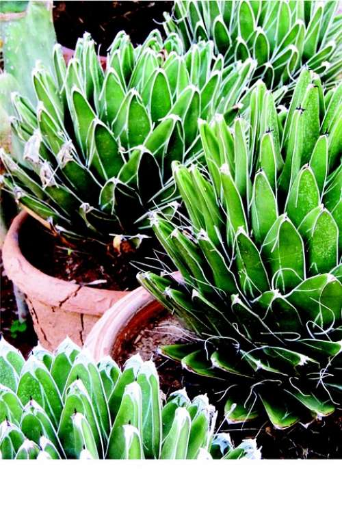 Noa Queen Victoria Victoria Reginae Desert Plant