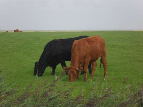 North Sea Cows Pasture