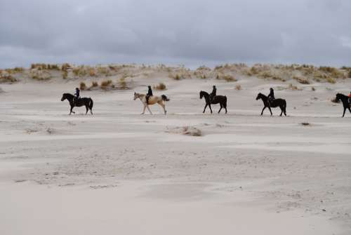 North Sea Ride Reiter Horses Spiekeroog Island