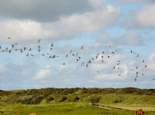 North Sea Island Of Flock Of Birds Birds Dunes