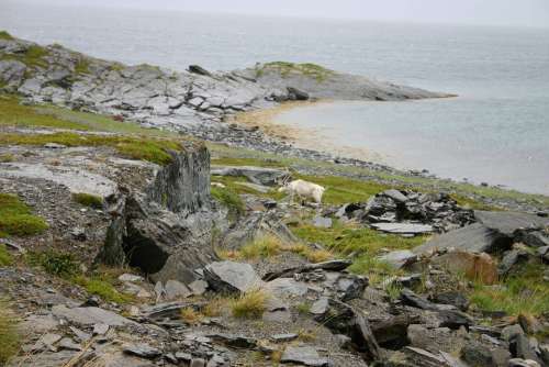 Norway Nature Reindeer Rocks North Of Norway North