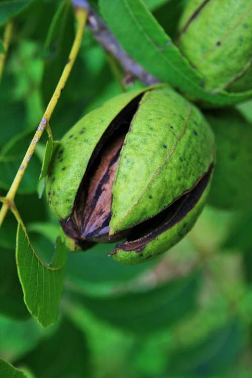 Nut Fruit Pecan Hull Opening Ripe