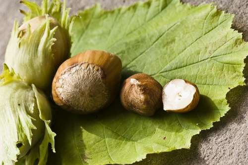 Nut Hazelnut Green Eat Food Shell