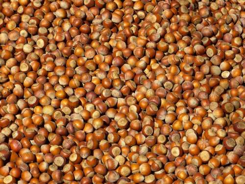 Nut Nuts Hazelnuts Shell Brown Market Food Tasty