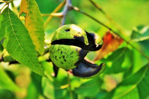 Nut Shell Nut Pecan Shell Skin Thick Green Empty