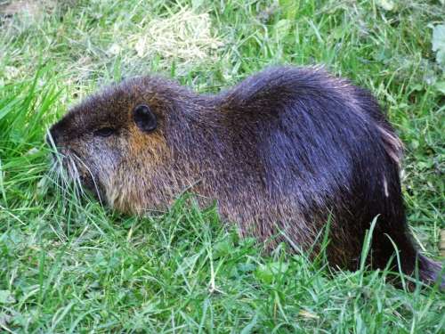 Nutria Pond River Rodent Myocastor Coypus