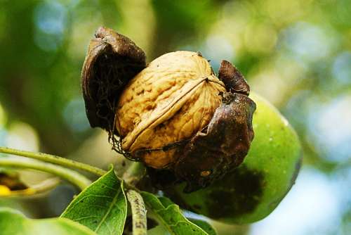 Nuts Fall Harvest Maturity Walnut Garden