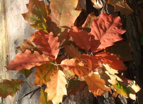 Oak Oak Leaves Red Leaves Autumn Emerge