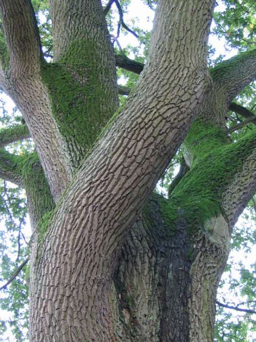 Oak Tree Nature Bark Moss Green