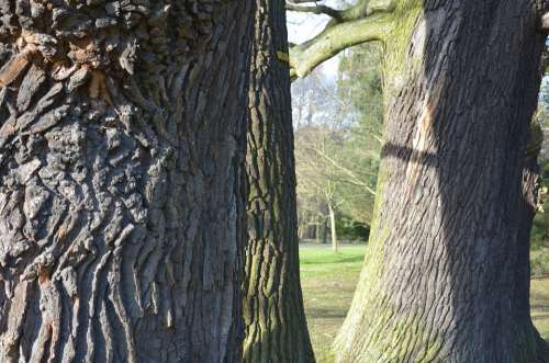 Oak Tree Bark Nature